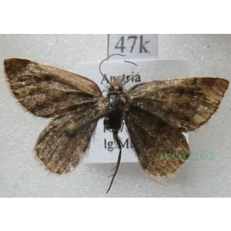 Psodos coracina (Esper, 1805) Austria47k